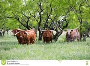 4 longhorn cattle standing in a field of grass