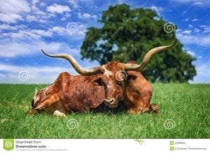 1 longhorn cow lying on a beautiful field of grass