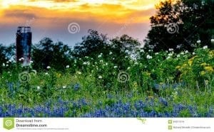 Beautiful sunset photo of a area of white, yellow and blue flowers growing wild