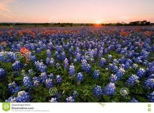 sunset over field of bluebonnets, pale pink, and lavender sky
